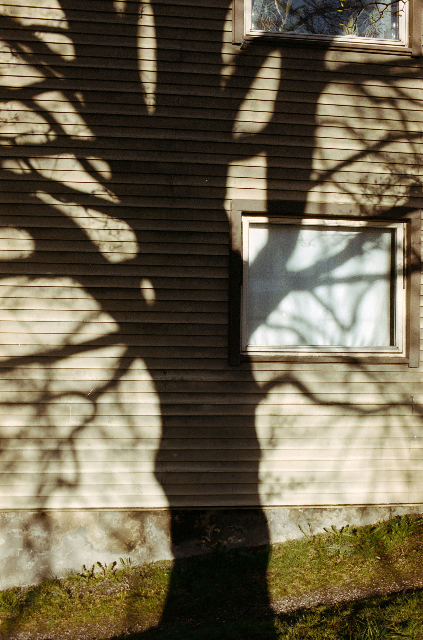 Tree shadow on a clapboard wall with windows