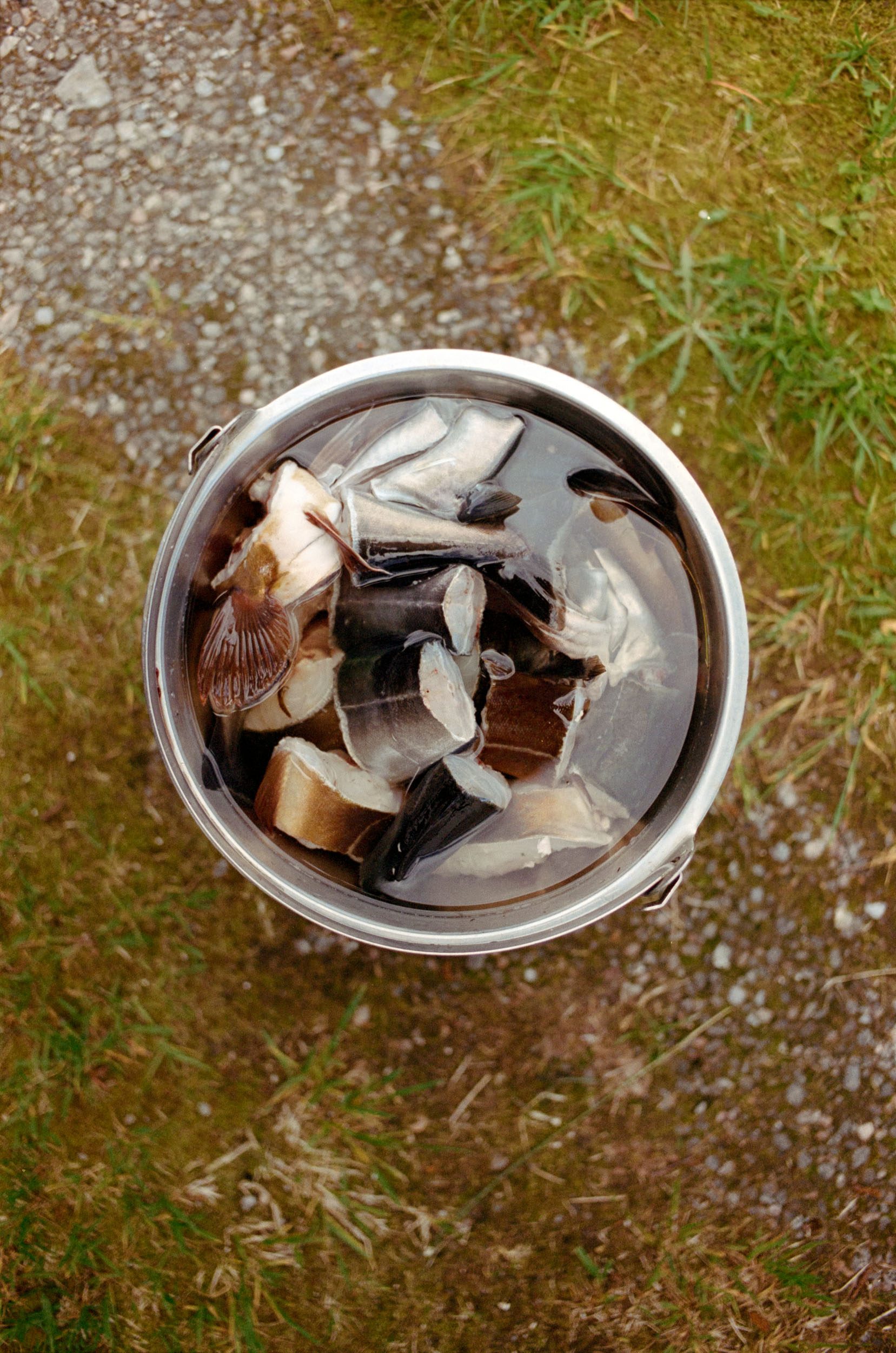 Bucket of cut fish in water, seen from above
